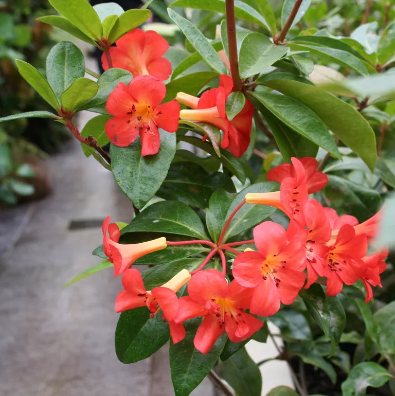 Photo of R. 'Rosie Posie', Vireya Hybrid