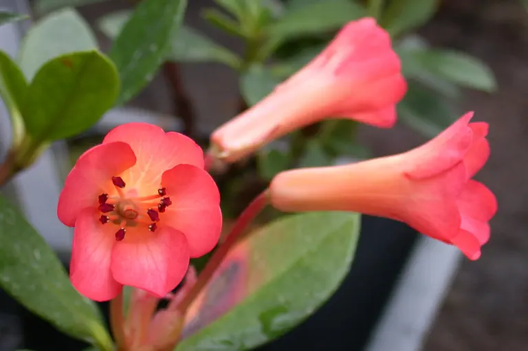Photo of R. 'Saxon Glow', Vireya Hybrid
