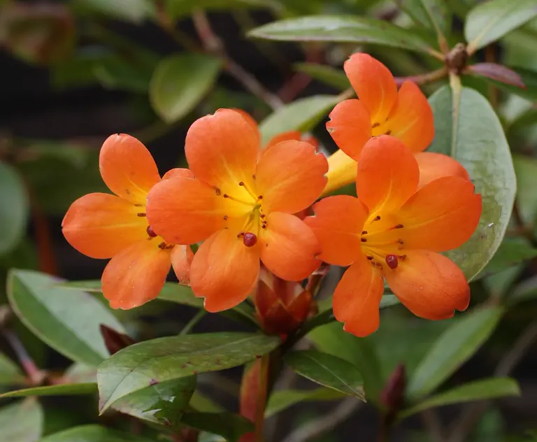 Photo of R. 'Vladimir Bukovsky', Vireya Hybrid