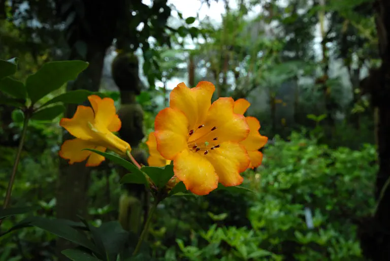Photo of R. 'Tropic Glow', Vireya Hybrid