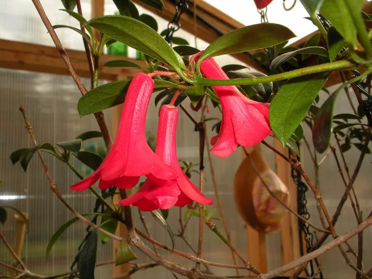 Photo of R. 'Little Maria', Vireya Hybrid
